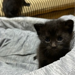 生後1ヶ月♡激かわ黒猫4兄妹♡ママはシャムちゃん！