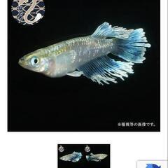 半田めだか　めだか　メダカ　