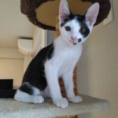 🐱去勢手術済み🐱生後8ヶ月の白黒の男の子 - 猫