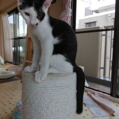 🐱去勢手術済み🐱生後8ヶ月の白黒の男の子 - 里親募集