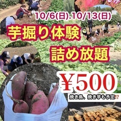 明日です！湖北でいも掘りして詰め放題（10/13）！！