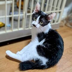 ★譲渡会あります★　おっとり甘えん坊さんです♪