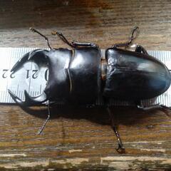 世界のカブトムシ、クワガタ展示販売してます😊