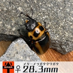 ②メリーメンガタクワガタ　ラストペアの画像