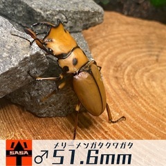 ②メリーメンガタクワガタ　ラストペアの画像