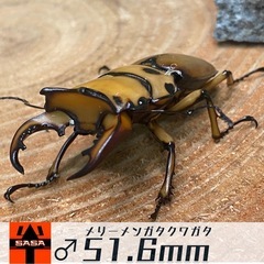 ②メリーメンガタクワガタ　ラストペアの画像