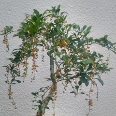 花レンギョウ（白）