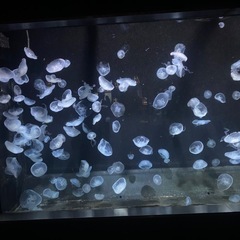 たまに沼津、三島に遊びにいくので - 港区
