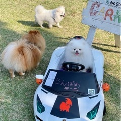🐶関東ポメの会🐶メンバー募集