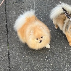 🐶関東ポメの会🐶メンバー募集 - 友達