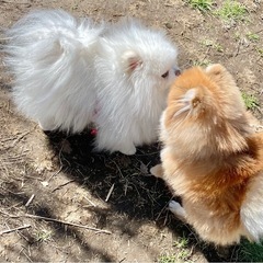 🐶関東ポメの会🐶メンバー募集 - 町田市