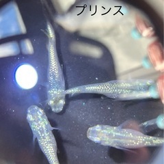 メダカ　プリンス