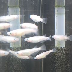 ★近松めだか（ピンクサファイアメダカ）の画像