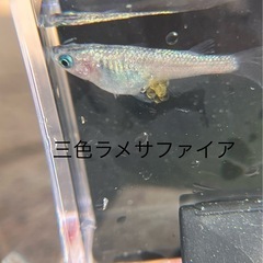 メダカ　三色ラメサファイアの画像