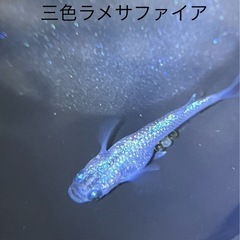 メダカ　三色ラメサファイア