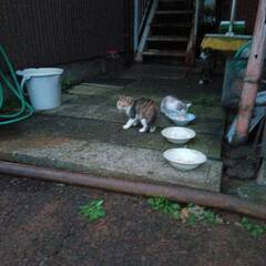 【１０/１９(土)午前４時で取扱いを終了しました】←子猫(野良)...