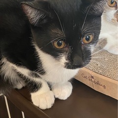 黒白 ぷりんちゃん