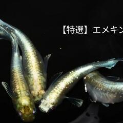 6/22•23日(⁠日•月)「改良メダカ販売」月曜も有‼️名古屋改良メダカ直売所 − 愛知県