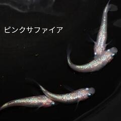 6/22•23日(⁠日•月)「改良メダカ販売」月曜も有‼️名古屋改良メダカ直売所 - ペット