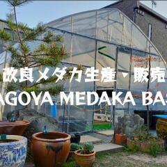 6/22•23日(⁠日•月)「改良メダカ販売」月曜も有‼️名古屋改良メダカ直売所 - 地元のお店