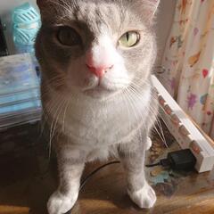 元気なカギしっぽの男の猫ちゃんです。