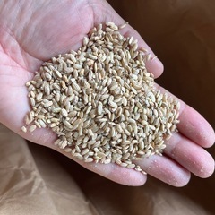 【飼料米】小先25kg（令和6年度産）