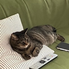 おもちゃやファイルを頂きたいです！