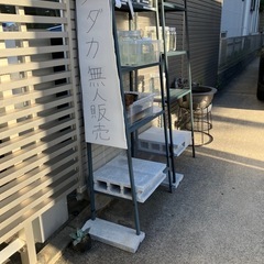 めだか無人販売です❣️アキナめだか☺️土日SALEやってます★土...