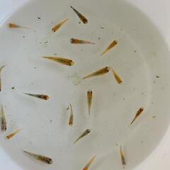 メダカ　雷切5匹セットの画像