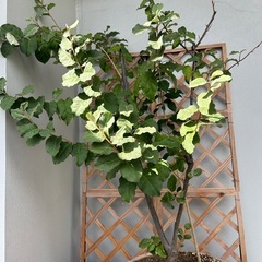 グミの木　庭木　植物