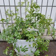 ルリマツリの鉢植え