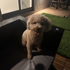 犬友募集🐕 - 新宿区