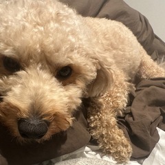 犬友募集🐕 - メンバー募集
