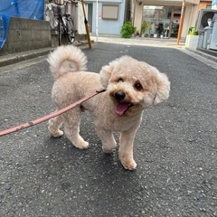 犬友募集🐕