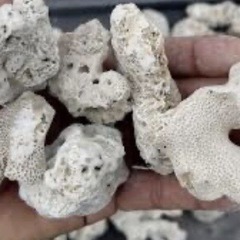 さんご🪸バラの画像