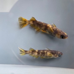 【メダカ屋　恵作めだか】無人販売所　10月5日(土)～ラインナップ