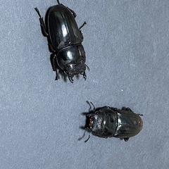 (決まりました)スマトラオオヒラタ♂♀♀(トリオ)の画像