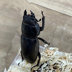 (決まりました)スマトラオオヒラタ♂♀♀(トリオ)の画像