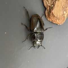 (決まりました)スマトラオオヒラタ♂♀♀(トリオ)の画像