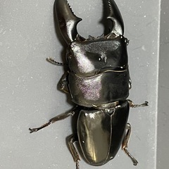 (決まりました)スマトラオオヒラタ♂♀♀(トリオ)の画像