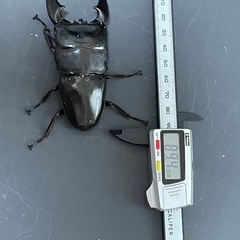 (決まりました)スマトラオオヒラタ♂♀♀(トリオ)の画像
