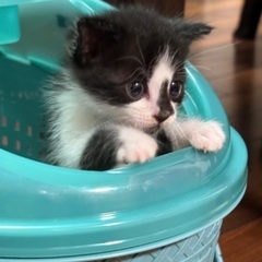 急募‼︎ 子猫助けて下さい！