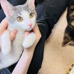 キャンセルに付き再募集‼️美しいホワイトアビシニアンMIX系、ベ...