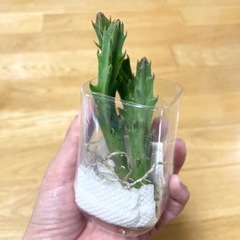 スタペリア3つ