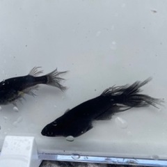 【売り切れ】メダカ✨紂王　1ペア✨