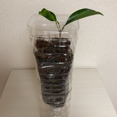 無料　観葉植物　ガジュマルの苗　