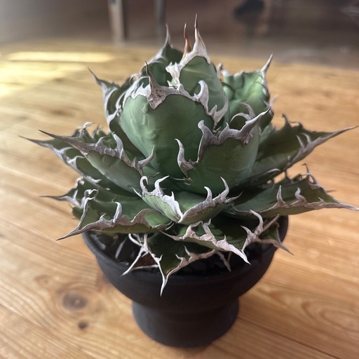 Agave凱旋（シーザー
）