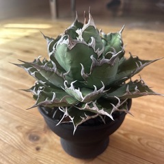 Agave凱旋（シーザー ）