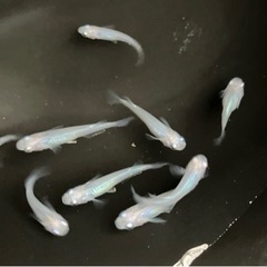 【小城メダカ】しずく🐟まとめ売り✨