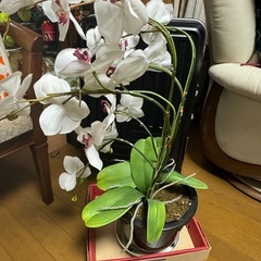 胡蝶蘭 造花 (支柱、植木鉢付)の画像